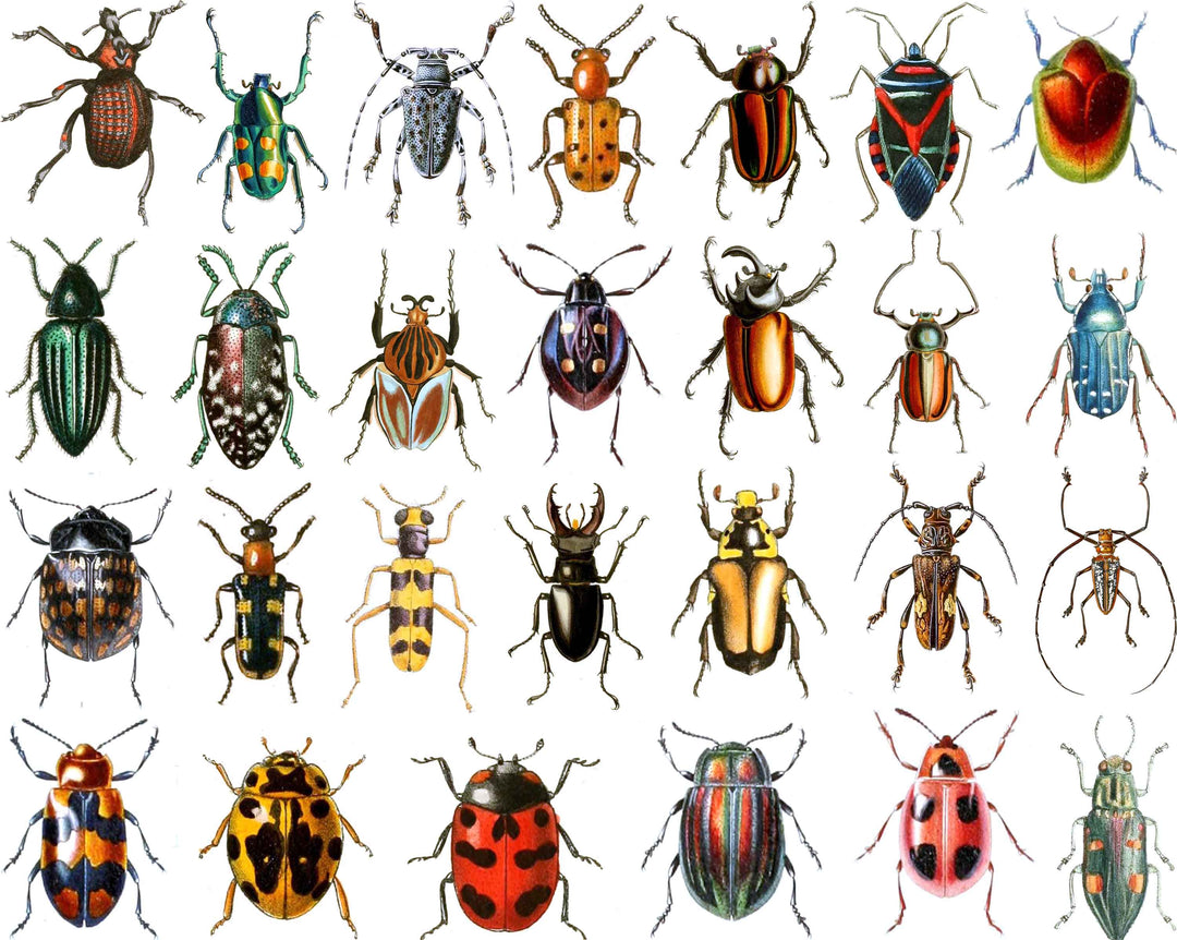 Insects
