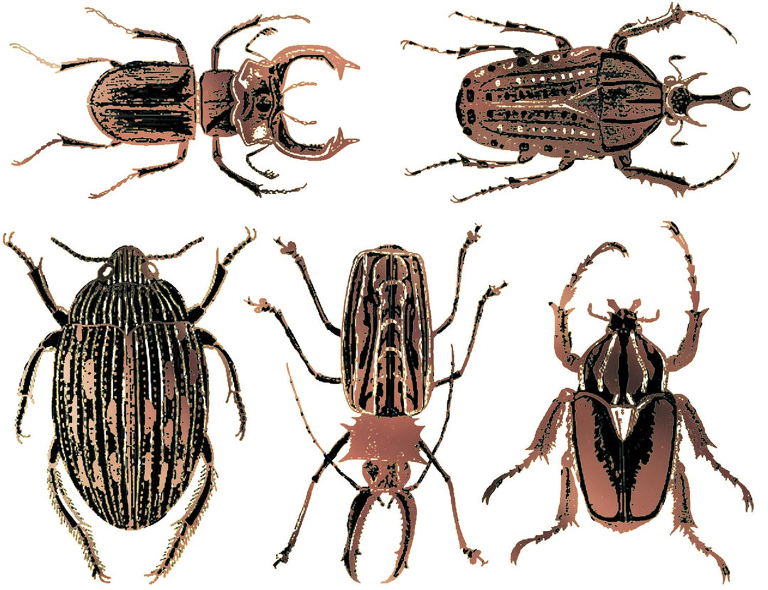 Grandes décalcomanies de scarabée bicolores - Céramique Cône 017 - Verre fusionné - Émail