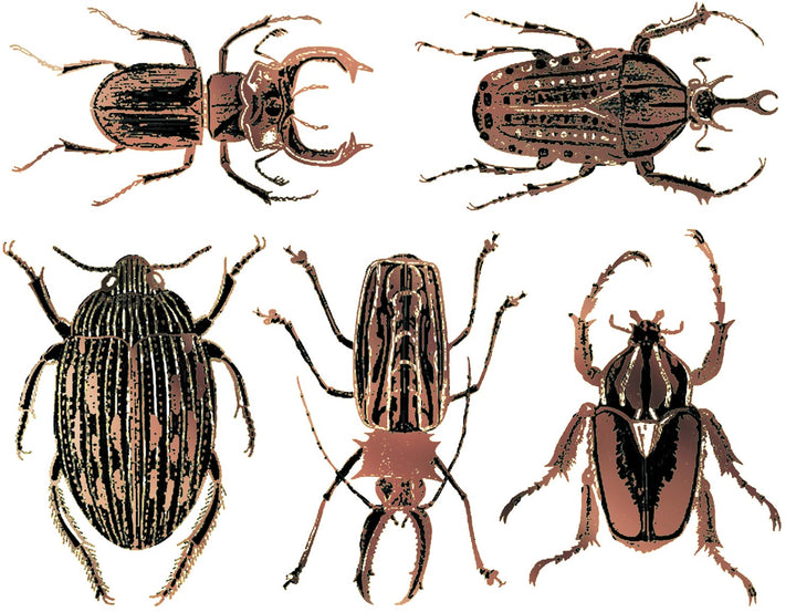 Grandes décalcomanies de scarabée bicolores - Céramique Cône 017 - Verre fusionné - Émail