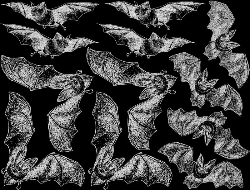 Décalcomanies chauve-souris - Cône 017 - Verre fusionné - Émail