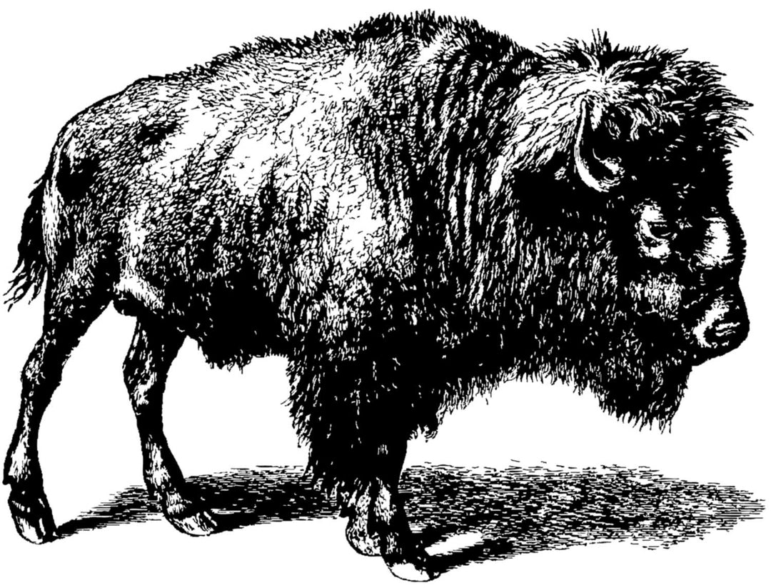 Buffle Décalcomanies - Céramique Cône 017 - Verre fusionné - Émail