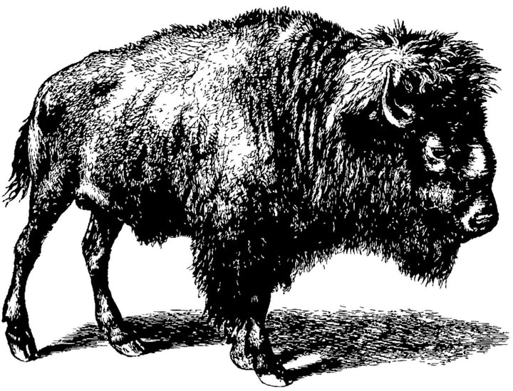 Buffle Décalcomanies - Céramique Cône 017 - Verre fusionné - Émail