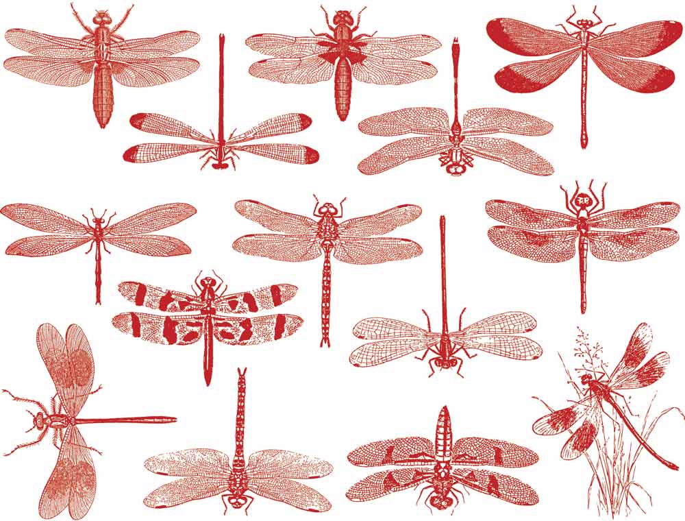 Libellule Décalcomanies - Céramique Cône 6 - En-glaçure