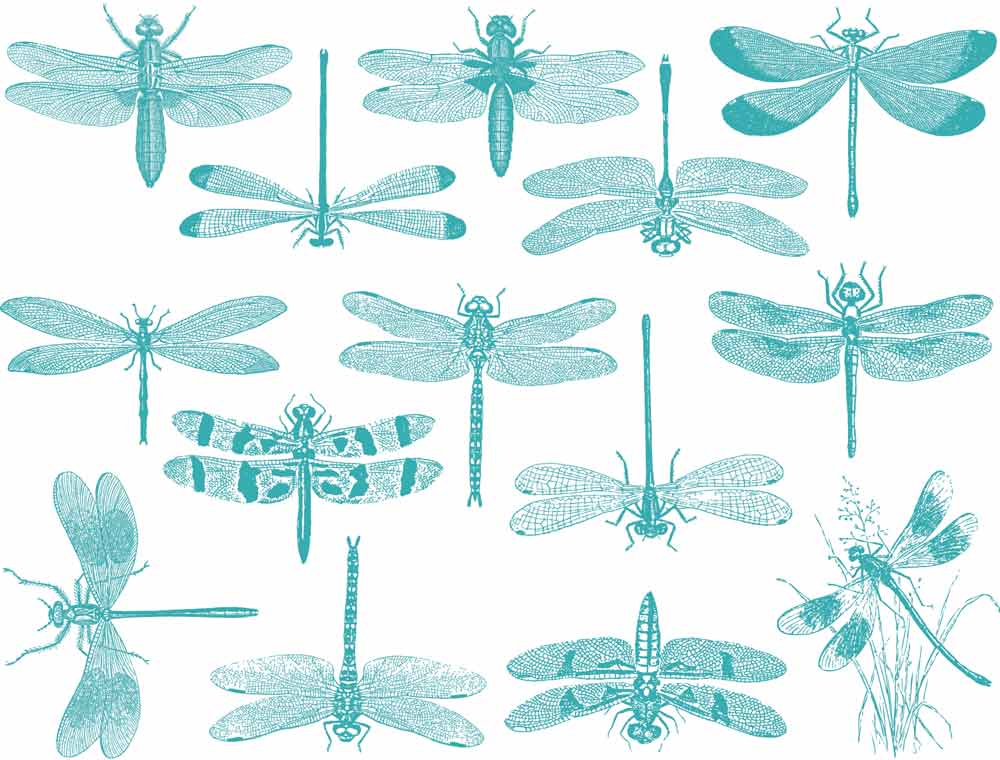 Libellule Décalcomanies - Céramique Cône 6 - En-glaçure