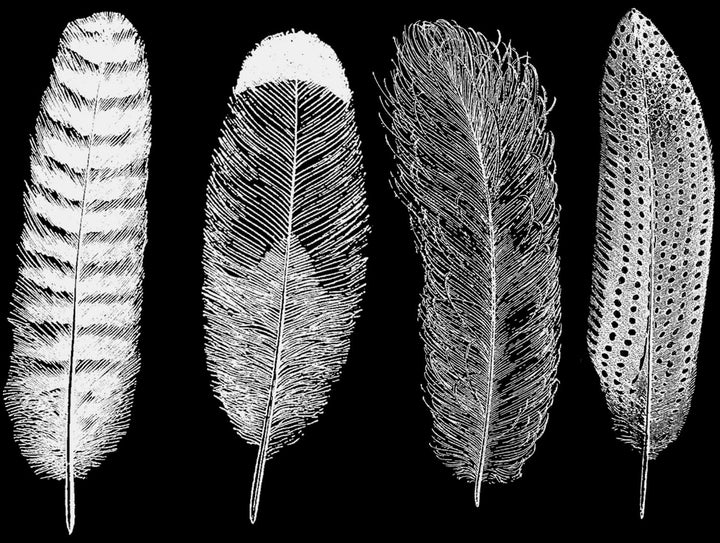 Im Dunkeln leuchtende große Feder #1 Aufkleber - Nicht lebensmittelecht - Glassware - Keramikkegel 022 - Emaille