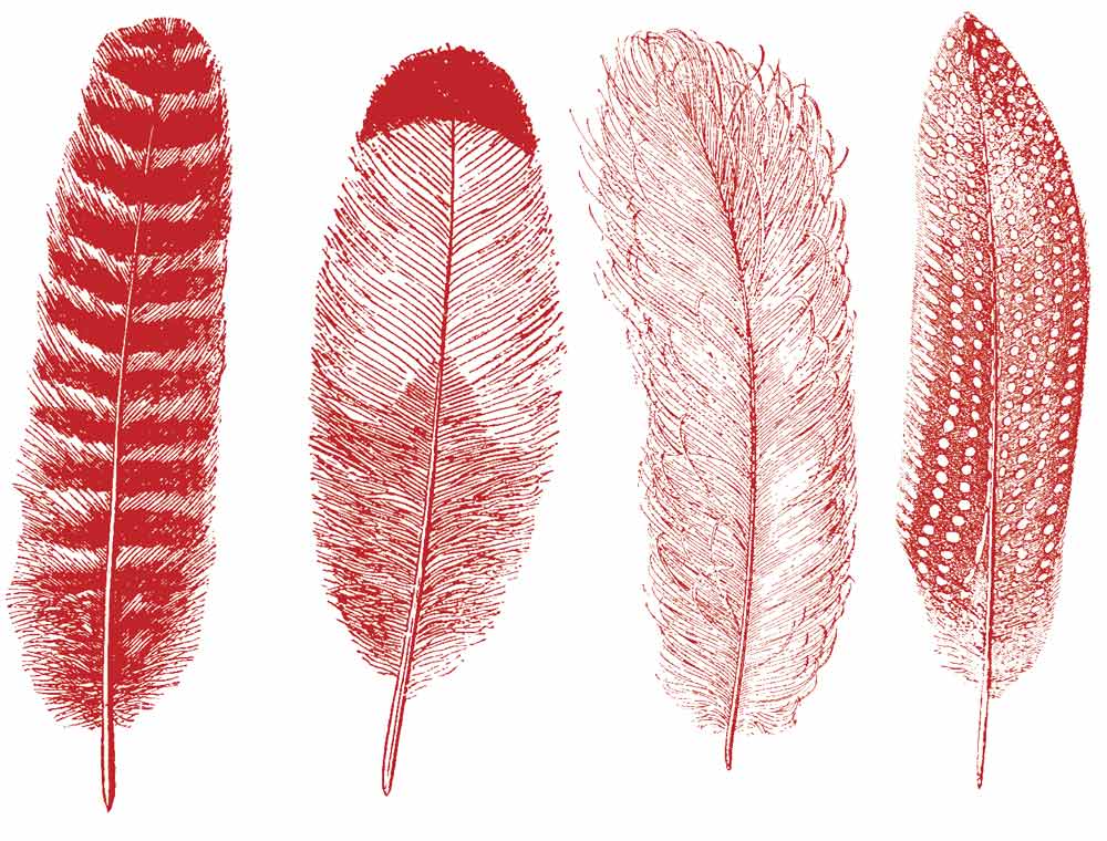 Grande Plume #1 Décalcomanies - Céramique Cône 017 - Verre Fusionné - Émail