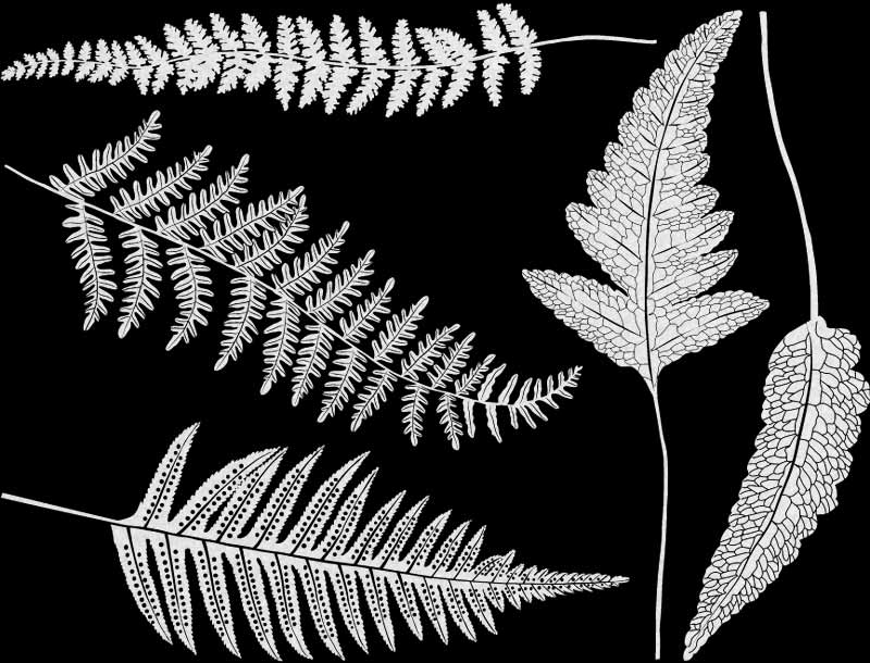 Décalcomanies Fougères phosphorescentes - Non adapté pour Produits Alimentaires - Verrerie - Céramique Cône 022 - Émail