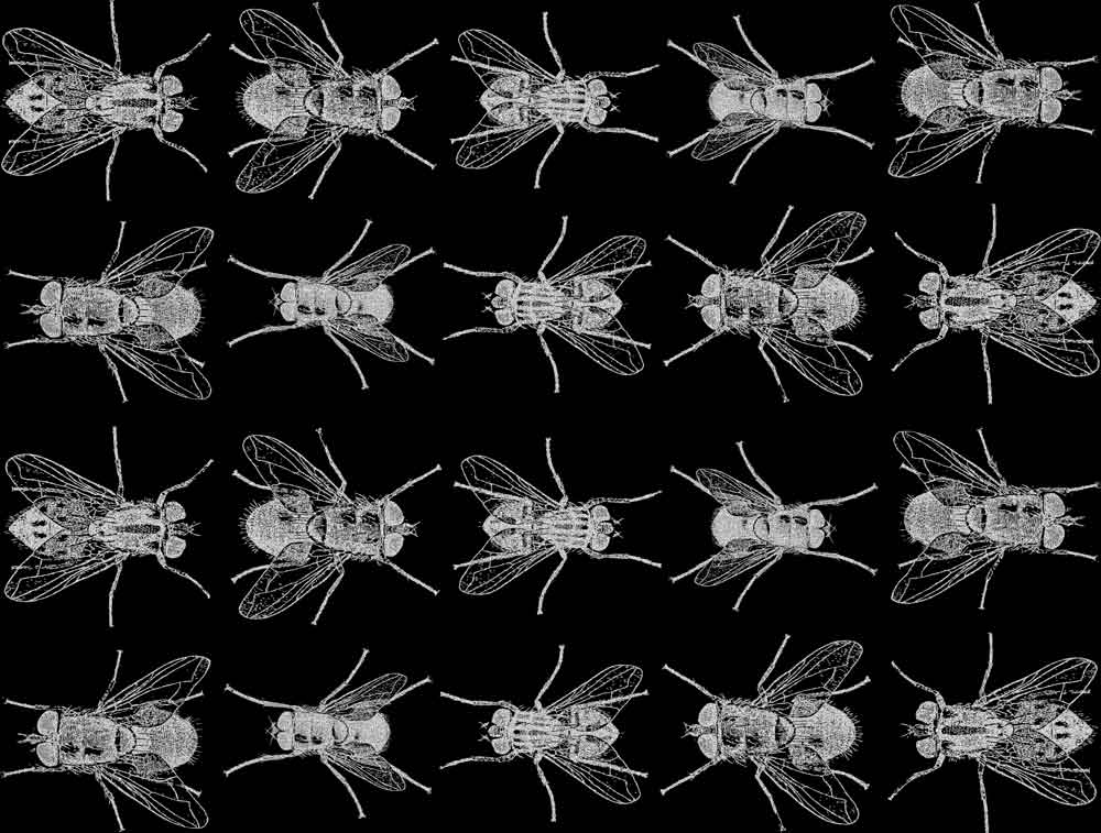 Fliegen-Aufkleber - Kegel 017 - Geschmolzenes Glas
