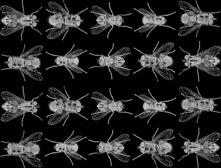 Fliegen-Aufkleber - Kegel 017 - Geschmolzenes Glas