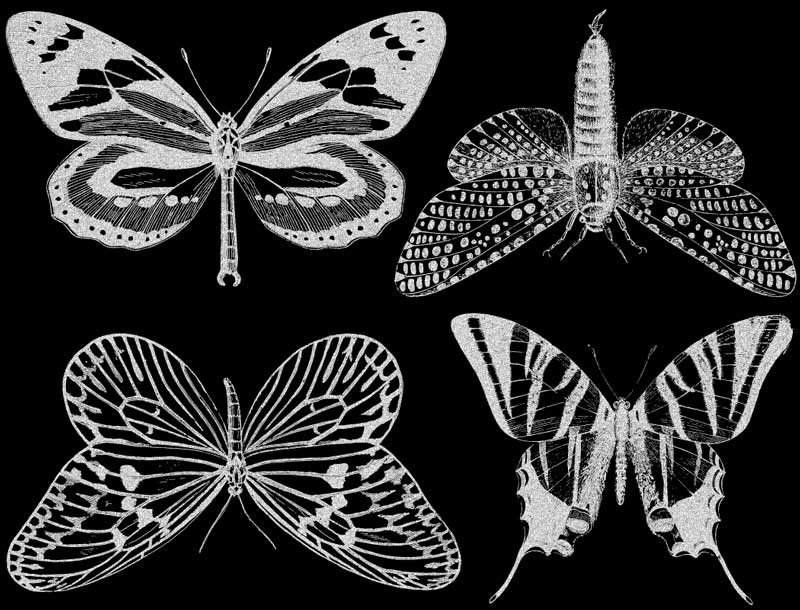 Grandes Décalcomanies Papillons - Céramique Cône 017 - Verre fusionné - Émail