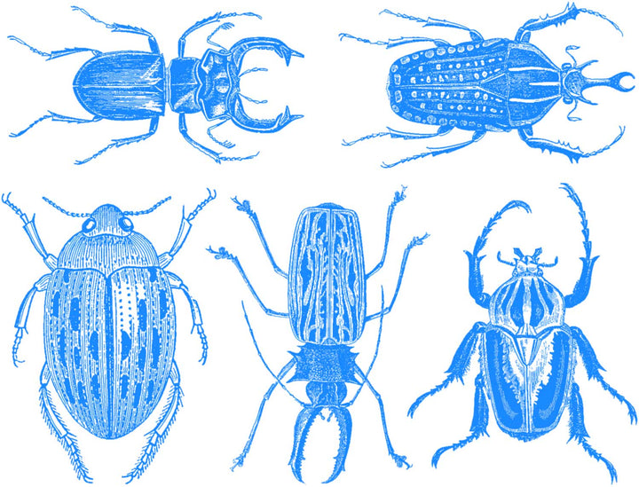 Grandes Décalcomanies Scarabées - Verrerie - Émail