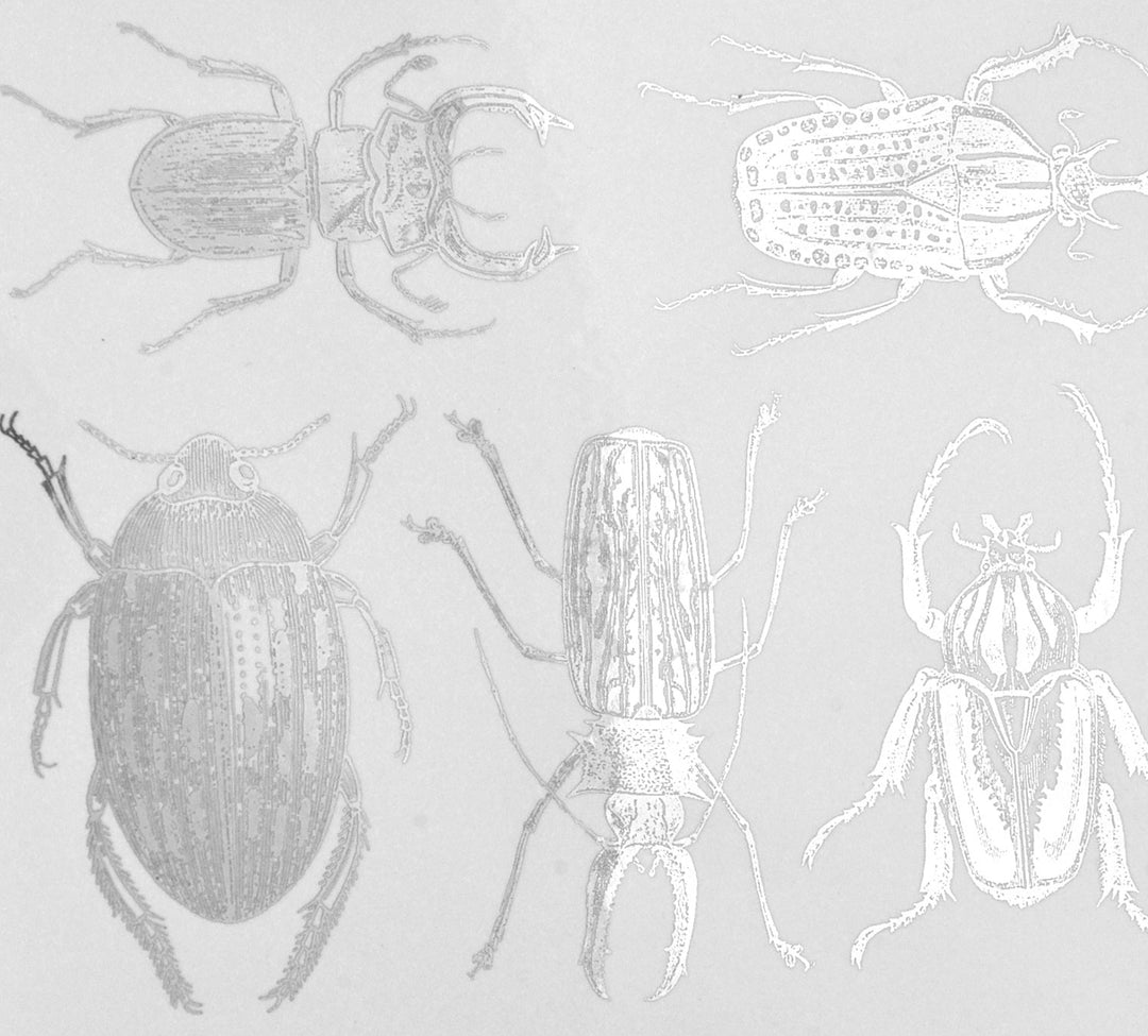 Grands Scarabées Décalcomanies - Céramique Cône 017 - Verre Fusionné - Émail