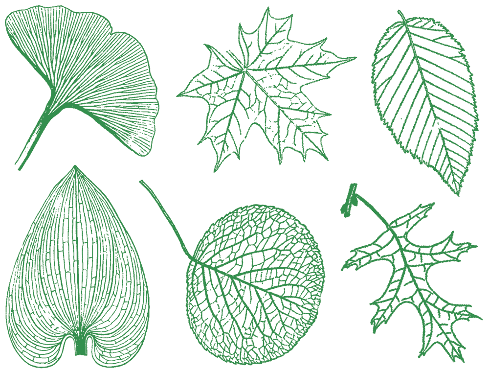 Grandes Feuilles Décalcomanies - Céramique Cône 017 - Verre Fusionné - Émail
