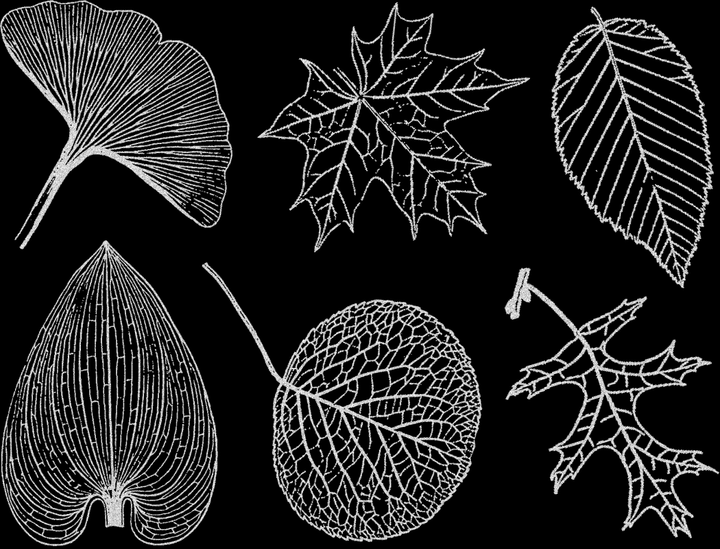 Grandes Feuilles Décalcomanies - Céramique Cône 017 - Verre Fusionné - Émail