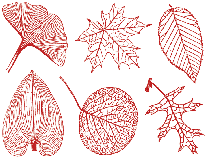 Grandes Feuilles Décalcomanies - Céramique Cône 017 - Verre Fusionné - Émail
