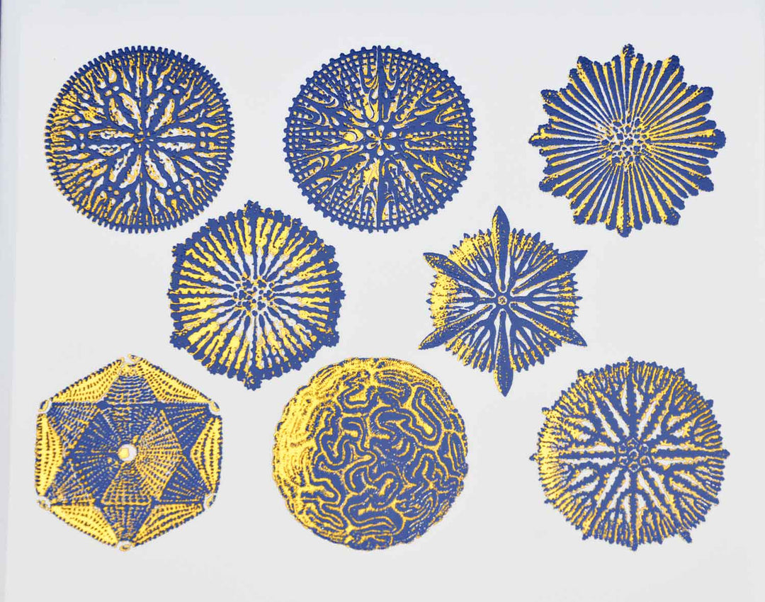 Décalcomanies bicolores forme Nature n°1 - Céramique Cône 017 - Verre fusionné - Émail