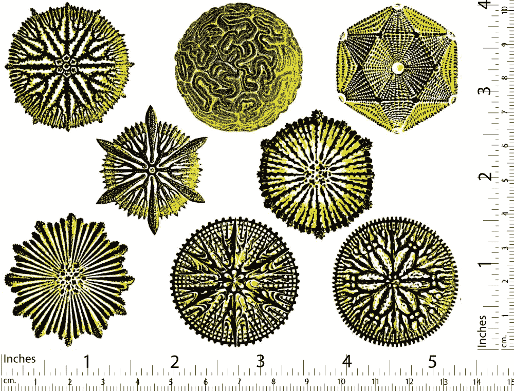 Décalcomanies bicolores forme Nature n°1 - Céramique Cône 017 - Verre fusionné - Émail
