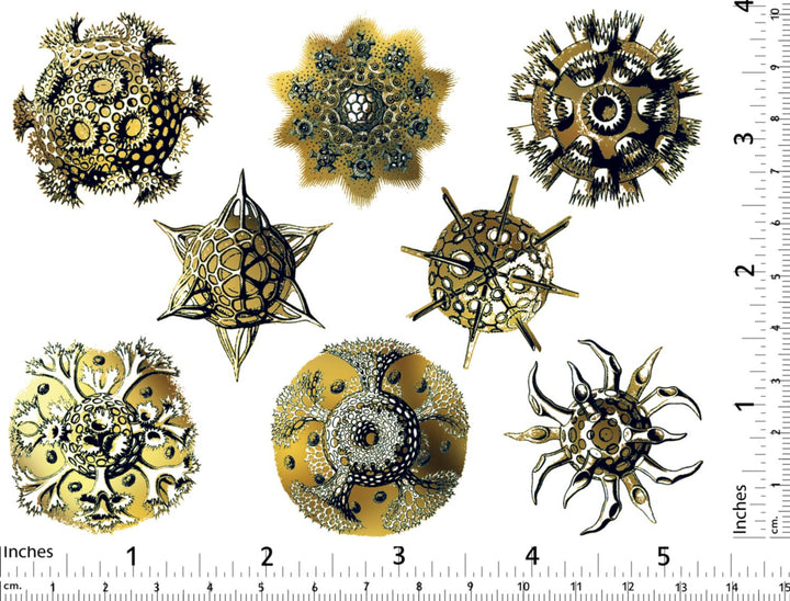 Décalcomanies forme Nature #2 bicolores - Céramique Cône 017 - Verre fusionné - Émail