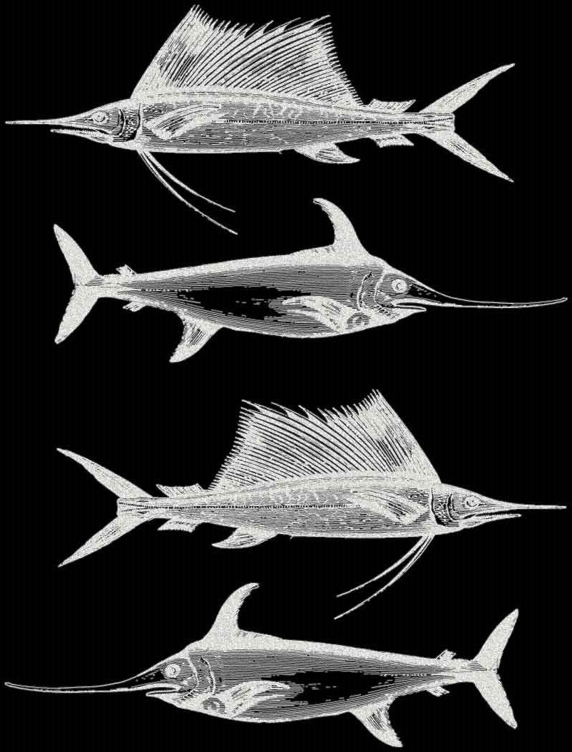 Décalcomanies Espadon voilier - Céramique Cône 017 - Fusionné - Émail