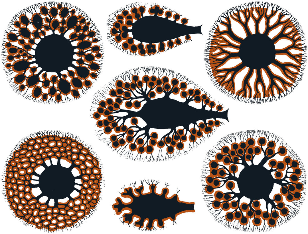 Anémone de mer Décalcomanies - Céramique Cône 017 - Verre fusionné - Émail