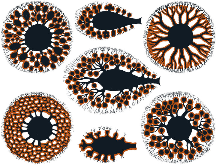 Anémone de mer Décalcomanies - Céramique Cône 017 - Verre fusionné - Émail