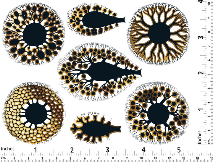 Anémone de mer Décalcomanies - Céramique Cône 017 - Verre fusionné - Émail