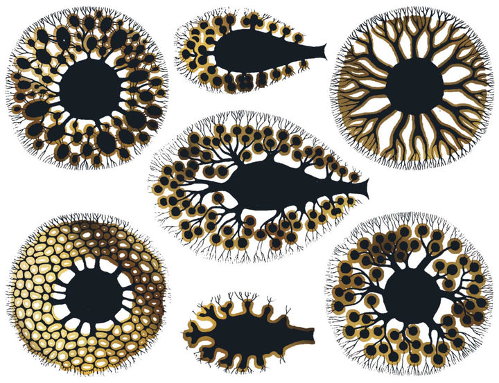 Anémone de mer Décalcomanies - Céramique Cône 017 - Verre fusionné - Émail