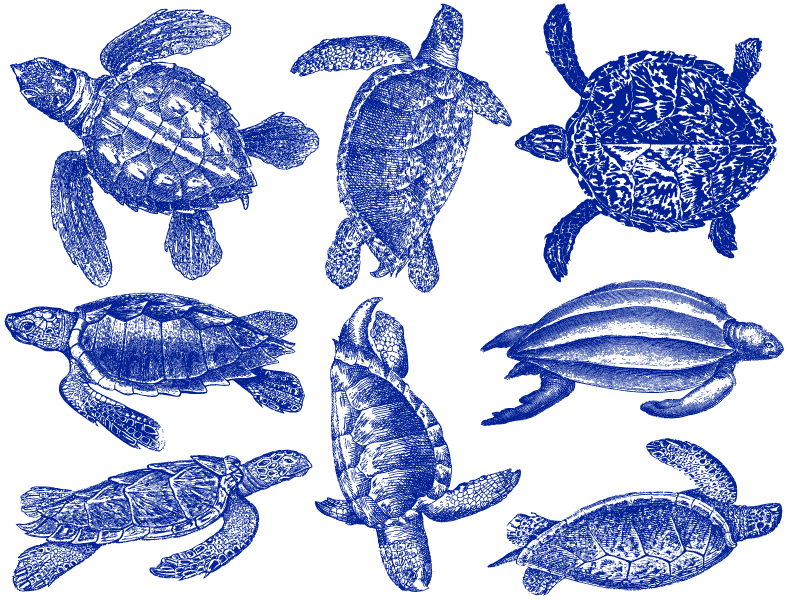 Sea Turtle Decals - Ceramic Cone 017 - Fused Glass - Enamel