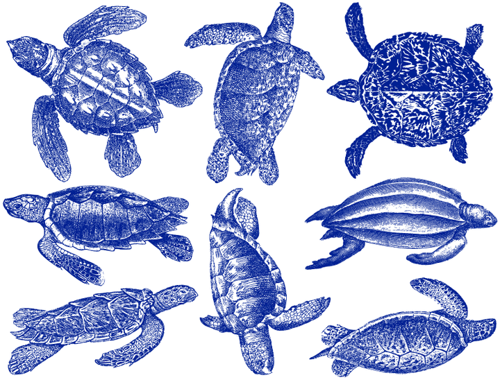 Sea Turtle Decals - Ceramic Cone 017 - Fused Glass - Enamel