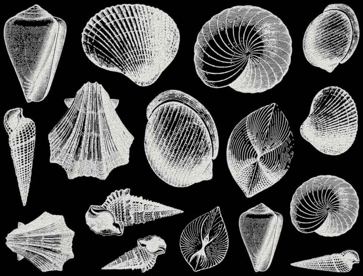 Décalcomanies Coquillage - Céramique Cône 017 - Verre fusionné - Émail