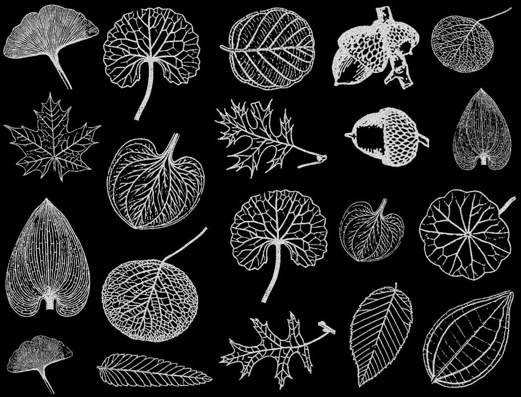 Décalcomanies de petites feuilles - Verrerie - Émail