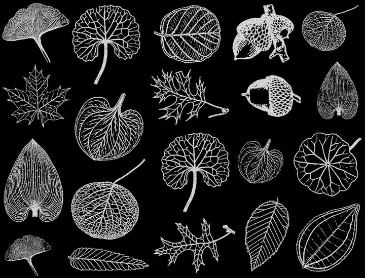 Décalcomanies de petites feuilles - Verrerie - Émail