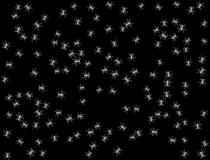 Décalcomanies Fourmi - Céramique Cône 017 - Verre fusionné - Émail