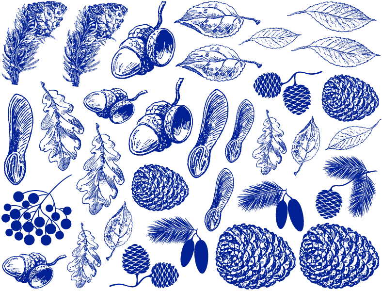 Décalcomanies Nature d'automne - Céramique Cône 017 - Verre fusionné - Émail