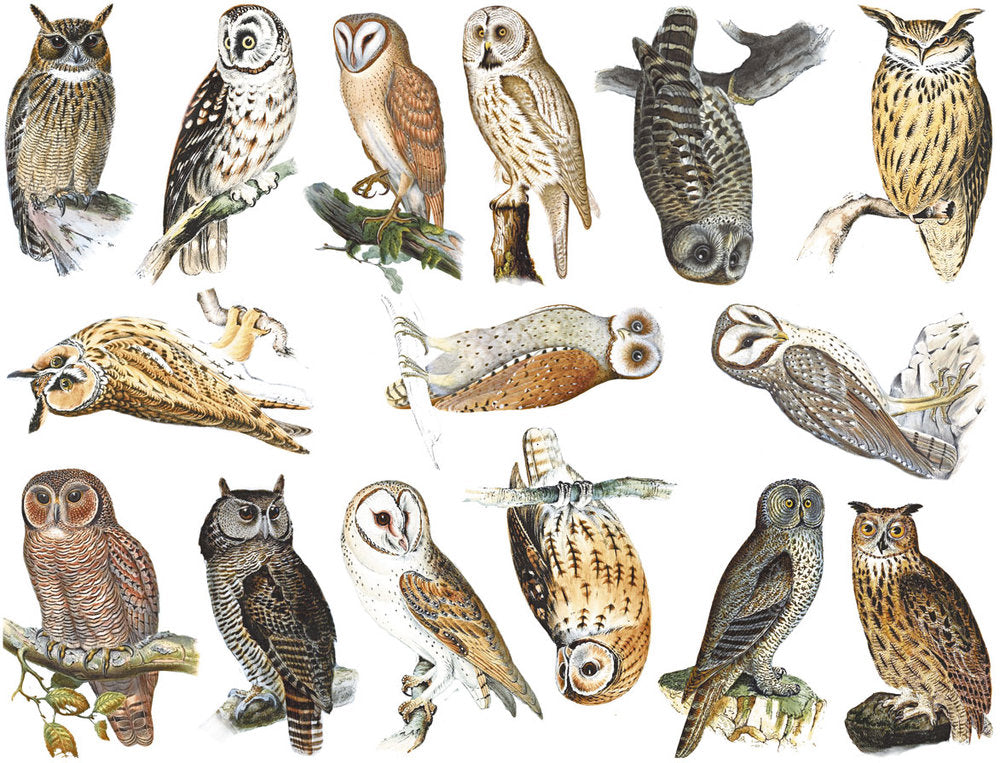 Colorful Owl Decals - Not Food Safe  - Cone 017 - Fused Glass 