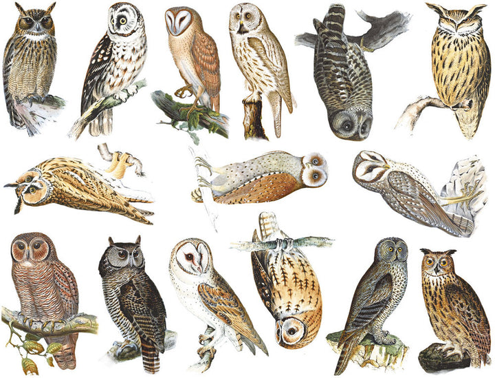 Colorful Owl Decals - Not Food Safe  - Cone 017 - Fused Glass 