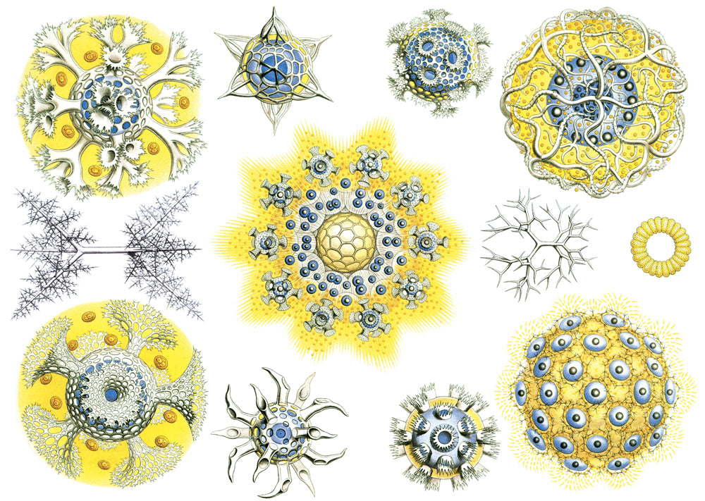 Décalcomanies de créatures marines bleues/jaunes - Non adapté pour Produits Alimentaires - Céramique Cône 017 - Verre fusionné - Émail