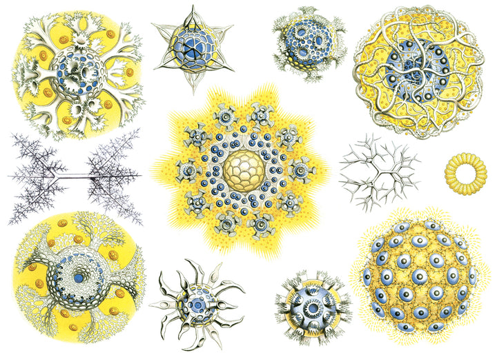 Décalcomanies de créatures marines bleues/jaunes - Non adapté pour Produits Alimentaires - Céramique Cône 017 - Verre fusionné - Émail