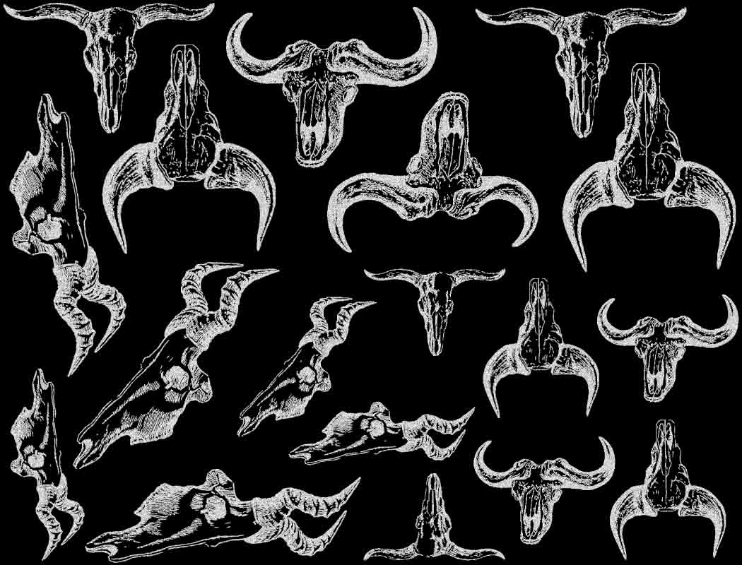 Décalcomanies Crâne de taureau - Verrerie - Émail