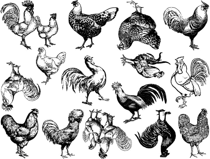 Vintage Chicken Decals - Ceramic Cone 017 - Fused Glass - Enamel