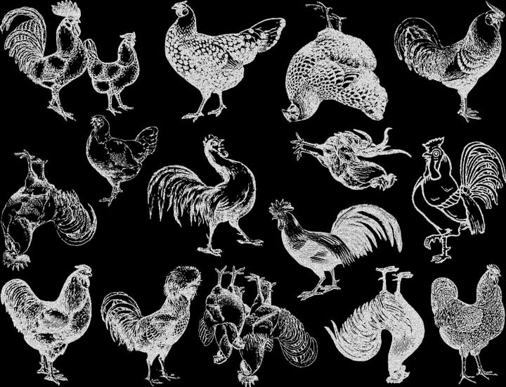 Vintage Chicken Decals - Ceramic Cone 017 - Fused Glass - Enamel