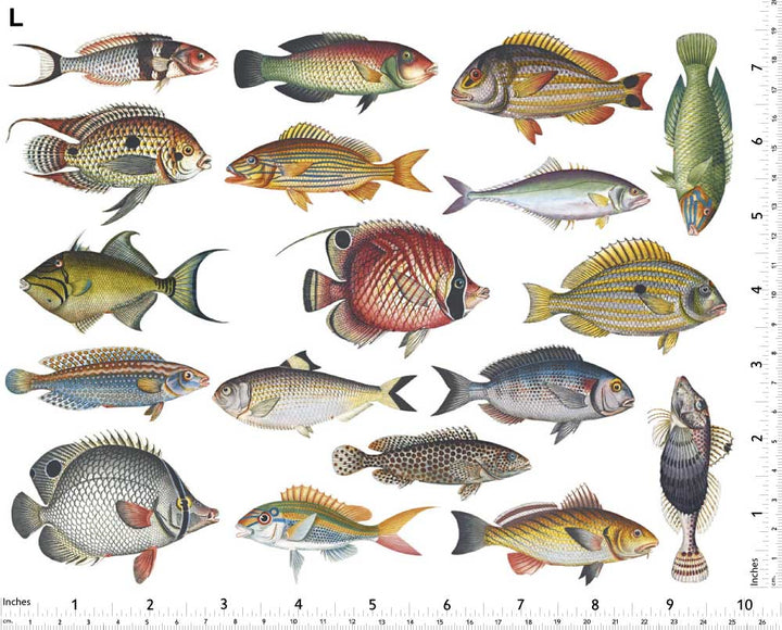 Bunte Fische #1 Aufkleber - Nicht lebensmittelecht - Keramikkegel 017 - Geschmolzenes Glas