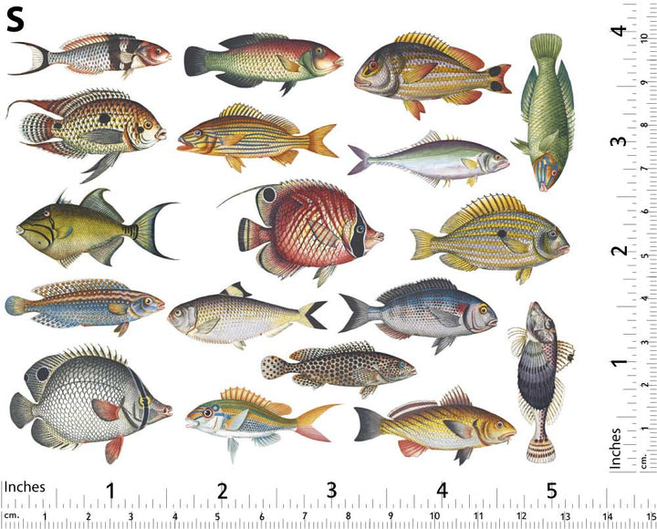 Poisson coloré n°1 Décalcomanies - Céramique En-glaçure 2000°F/1100°C - Pour produits alimentaires