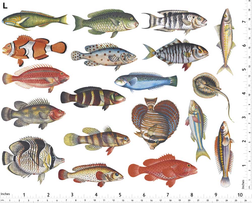 Poissons Colorés #2 Décalcomanies - Non adapté pour Produits Alimentaires - Céramique Cône 017 - Verre Fusionné - Émail