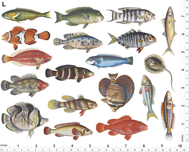 Poissons Colorés #2 Décalcomanies - Non adapté pour Produits Alimentaires - Céramique Cône 017 - Verre Fusionné - Émail