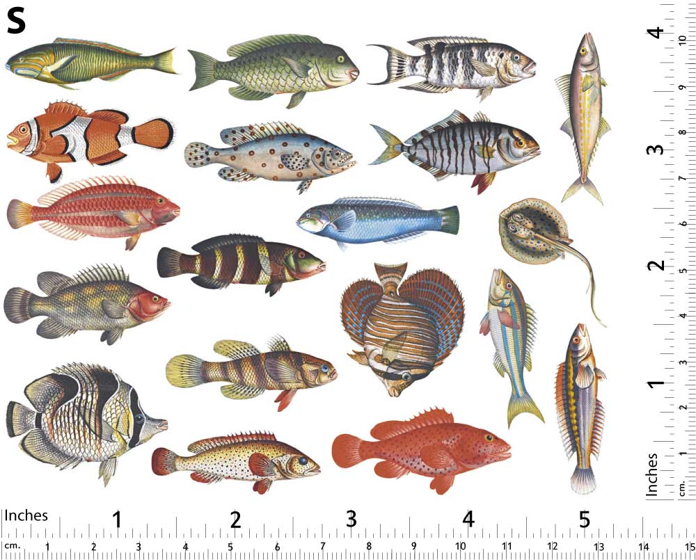 Décalcomanies Poissons colorés #2 - En-glaçure céramique 2000°F/1100°C - Pour produits alimentaires