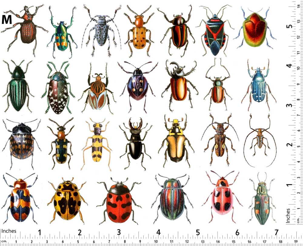 Décalcomanies de scarabées colorés - Non adapté pour Produits Alimentaires - Céramique Cône 017 - Verre fusionné - Émail