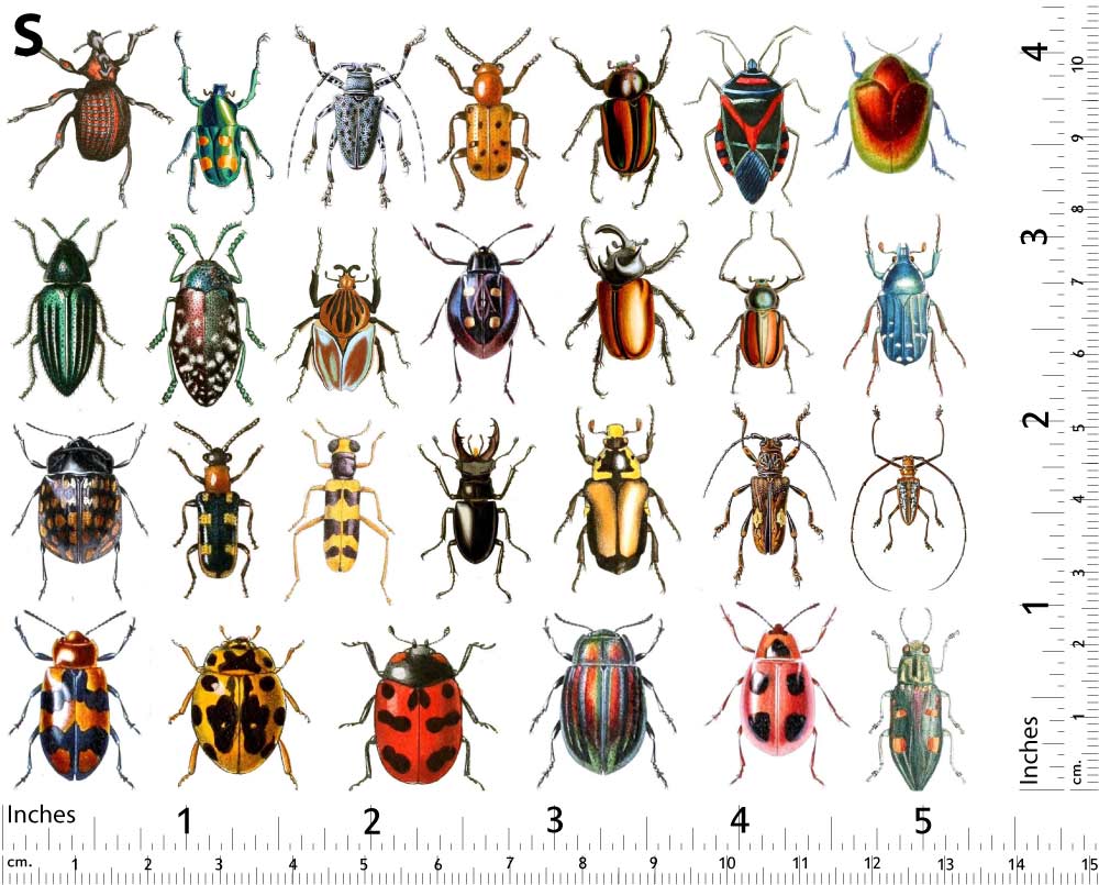 Décalcomanies de scarabées colorés - Non adapté pour Produits Alimentaires - Céramique Cône 017 - Verre fusionné - Émail