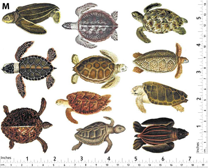 Bunte Meeresschildkröten-Aufkleber - Nicht lebensmittelecht - Keramikkegel 017 - Geschmolzenes Glas