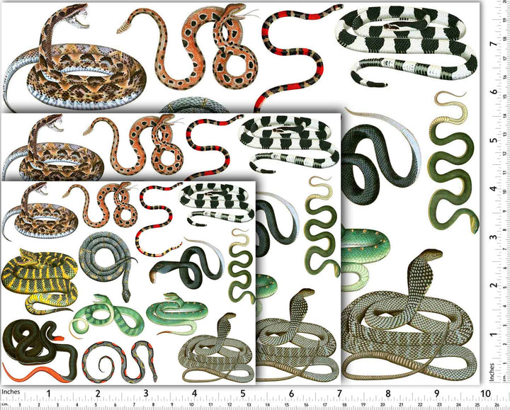 Serpent coloré Décalcomanies - Non adapté pour Produits Alimentaires - Céramique Cône 017 - Verre fusionné - Émail